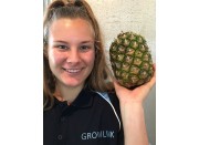 SWEET & JUICY GRACIO PINEAPPLES  Philippines Grown - MEDIUM